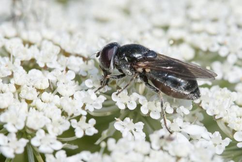 Réf. 217 159 : Cheilosia sp.
